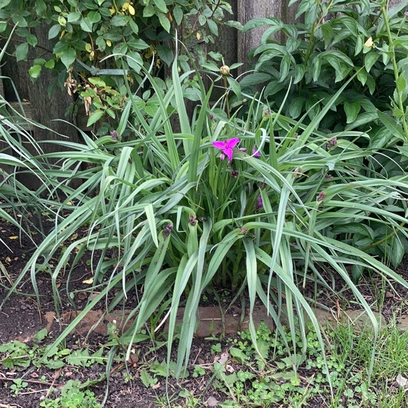 Meet your Posher, Sue - Picture 4 of 7